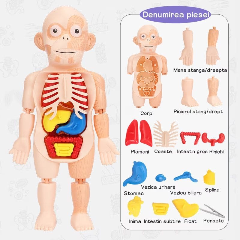 Resigilat - Jucarie Educativa, Corpul Uman, 17 Piese, 23 Cm, Invatare prin Joaca, + 3 Ani, Utility One - LUDIRO