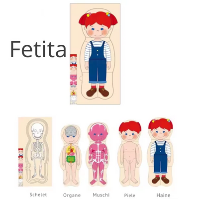 Puzzle Corpul Uman – Fetița, 5 Straturi, 28 Piese din Lemn, 3+ Ani - LUDIRO