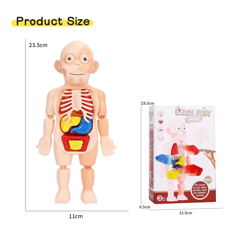 Resigilat - Jucarie Educativa, Corpul Uman, 17 Piese, 23 Cm, Invatare prin Joaca, + 3 Ani, Utility One - LUDIRO