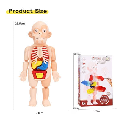 Jucarie Educativa, Corpul Uman, 17 Piese, 23 Cm, Invatare prin Joaca, + 3 Ani - LUDIRO
