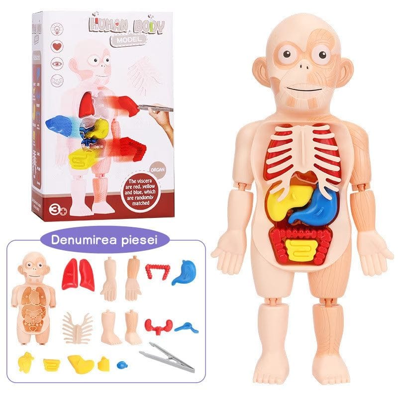 Resigilat - Jucarie Educativa, Corpul Uman, 17 Piese, 23 Cm, Invatare prin Joaca, + 3 Ani, Utility One - LUDIRO
