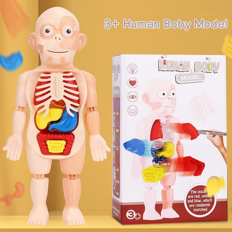 Resigilat - Jucarie Educativa, Corpul Uman, 17 Piese, 23 Cm, Invatare prin Joaca, + 3 Ani, Utility One - LUDIRO