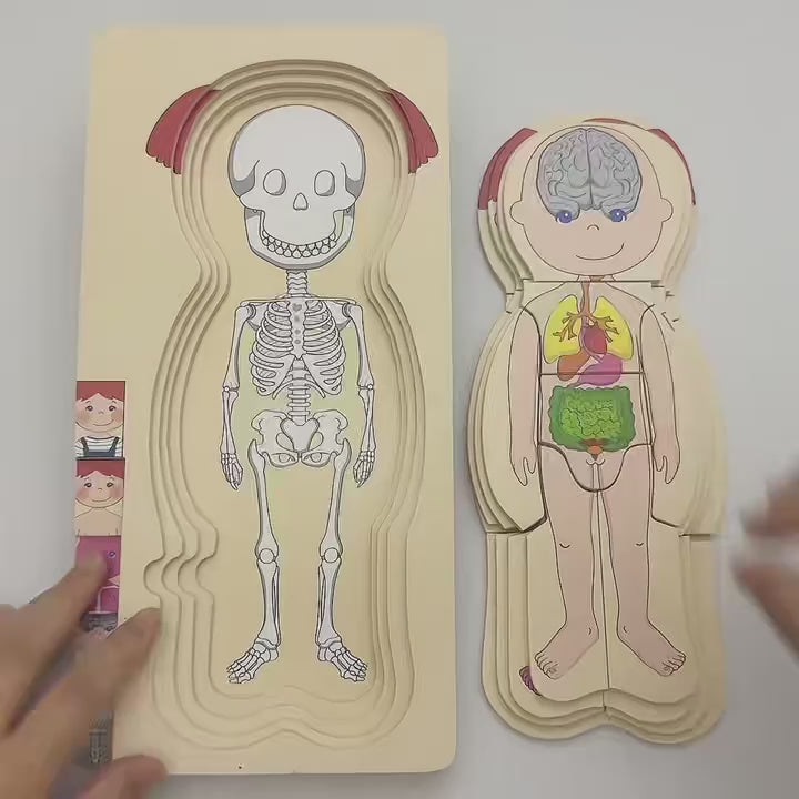 Încărcați videoclipul: Puzzle Corpul Uman – Fetița, 5 Straturi, 28 Piese din Lemn, 3+ Ani