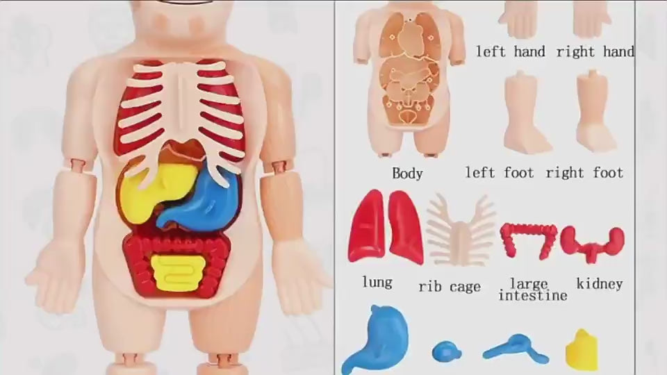 Încărcați videoclipul: Jucarie Educativa, Corpul Uman, 17 Piese, 23 Cm, Invatare prin Joaca, + 3 Ani